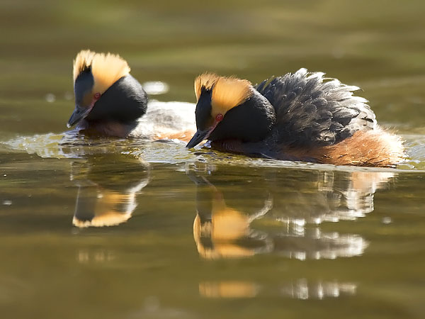 Mustakurkku-uikku, Horned Grebe, Podiceps auritus